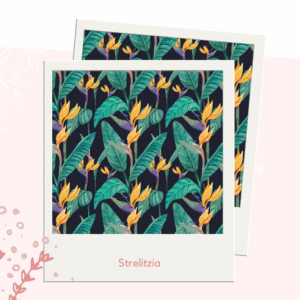 Strelitzia